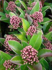 Skimia japońska (Skimmia japonica) Rubella zdjęcie 5