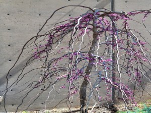 Judaszowiec kanadyjski (Cercis canadensis) Ruby Falls c5 zdjęcie 4