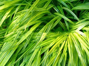 Trawa bambusowa (Hakonechloa) Aureola zdjęcie 4