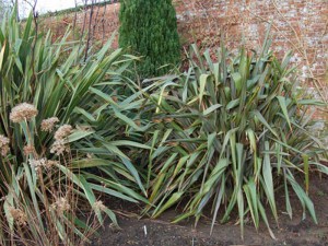 Len nowozelandzki, tęgosz mocny (Phormium) zielonolistny duży 3