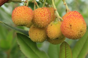 Drzewo truskawkowe (Arbutus unedo) c2 zdjęcie 5