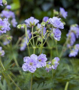 Bodziszek łąkowy (Geranium pratense) Cloud Nine zdjęcie 4