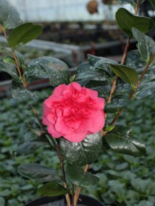 Kamelia japońska (Camellia japonica) Lady Campbell zdjęcie 5