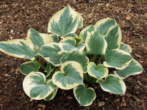 Funkia (Hosta) Knockout sadzonka zdjęcie 3