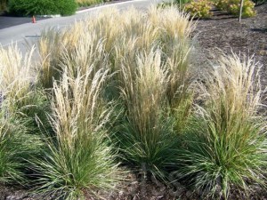 trzcinnik ostrokwiatowy (Calamagrostis acutiflora) Overdam c3 zdjęcie 5