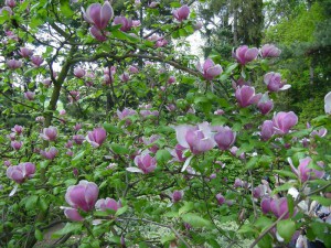 Magnolia pośrednia (Magnolia soulangeana) Lennei c3 zdjęcie 5