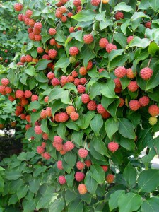Dereń kousa (Cornus kousa) Milky Way c5 zdjęcie 5
