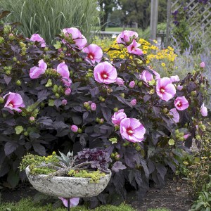 Hibiskus bylinowy (Hibiscus moscheutos) Starry Starry Night zdjęcie 4