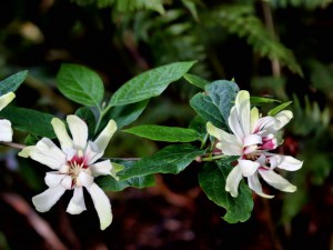 Kielichowiec (Calycanthus) Venus c3 zdjęcie 1