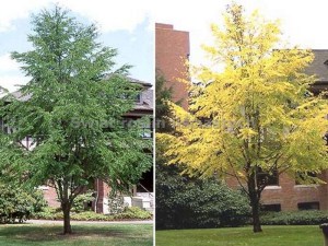 Grujecznik japoński (Cercidyphyllum japonicum) drzewo zdjęcie 4