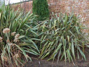 Len nowozelandzki, tęgosz mocny (Phormium tenax) zielonolistny 3