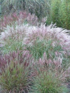 Miskant chiński (Miscanthus sinensis) Punktchen zdjęcie 5