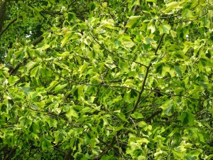 Tulipanowiec amerykański (Lirodendron tulipifera) Aureomarginatum c4 zdjęcie 5