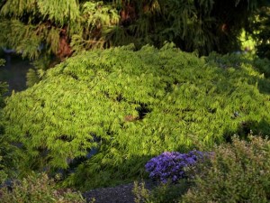 Klon palmowy szczepiony (Acer palm.) Dissectum c2 zdjęcie 4