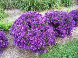 Aster krzaczasty (Aster dumosus) Purple Dome zdjęcie 5