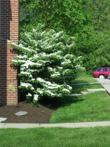 Kalina japońska (Viburnum plicatum) Watanabe sadzonka zdjęcie 7