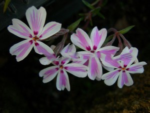 Floks szydlasty (Phlox subulata) Candy Stripes c1 zdjęcie 3