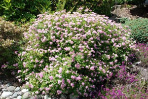 Tawuła japońska (Spiraea japonica) Little Princess c2 zdjęcie 5