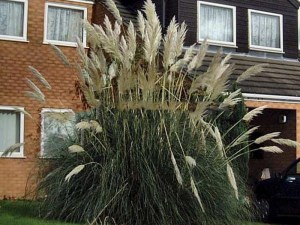 Trawa pampasowa biała (Cortaderia) trawy ozdobne zdjęcie 5