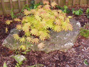 Klon Shirasawy (Acer shirasawum) Autumn Moon c3 zdjęcie 5