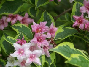 Krzewuszka (Weigela) Variegata c3 zdjęcie 4