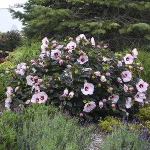 Hibiskus bylinowy (Hibiscus moscheutos) Perfect Storm zdjęcie 5