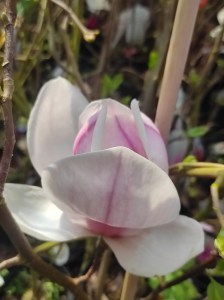 Magnolia pośrednia (Magnolia soulangeana) Superba zdjęcie sadzonki