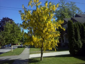 Złotokap Waterera (Laburnum watereri) Vossii c5 zdjęcie 5