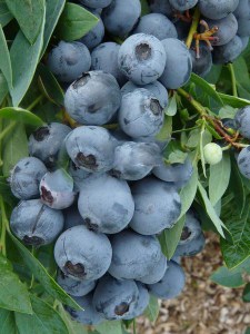 Borówka amerykańska Earliblue c2 zdjęcie 4