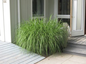 Miskant chiński (Miscanthus chinensis) Little Zebra zdjęcie 5