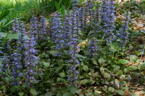 Dąbrówka rozłogowa (Ajuga reptans) zdjęcie 4