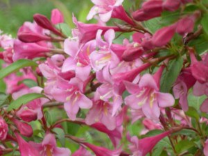 Krzewuszka (Weigela) Nana Purprea sadzonka zdjęcie 6