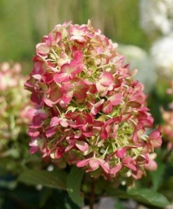 Hydrangea paniculata (Hydrangea paniculata) Graffiti c3 zdjęcie 5
