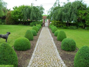 Bukszpan (Buxus sempervirens) c2 zdjęcie 5