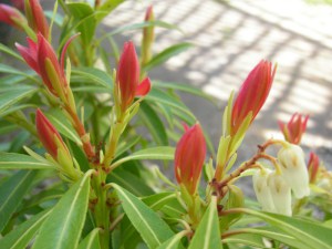Pieris japoński (Pieris japonica) Forest Flame zdjęcie 5
