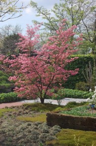 Dereń kwiecisty (Cornus florida) forma czerwona c5 zdjęcie 5