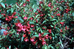 Krzewuszka (Weigela) Newport Red c2 zdjęcie 5