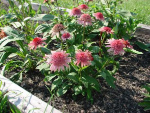 Jeżówka purpurowa (Echinacea) Raspberry Truffle zdjęcie 4