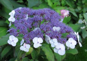 Hortensja kosmata - omszona (Hydrangea aspera) Macrophylla c3 zdjęcie 3