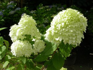 Hortensja bukietowa (Hydrangea) Rastede c3 zdjęcie 1