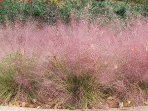 Muhlenbergia, Trawa włosowata (Muhlenbergia capilaris) zdjęcie 5