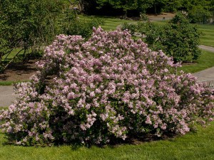Bez -  lilak (Syringa) Palibin pachnący zdjęcie 5