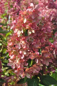 Hortensja bukietowa Pastelgreen Hydrangea c5 zdjęcie 4
