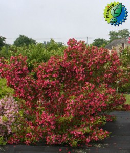 Krzewuszka (Weigela) Brigela c3 zdjęcie 5