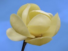 Magnolia Honey Tulip c5 zdjęcie 4