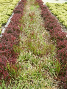 Trawa czerwona (Imperata) Red Baron zdjęcie 2