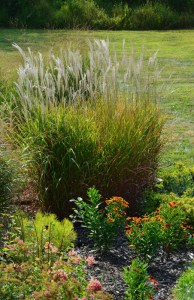 Miskant chiński (Miscanthus sinensis) Purpurascens zdjęcie 4