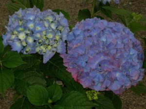 Hortensja ogrodowa (Hydrangea) Renate Steiniger c1 zdjęcie 8