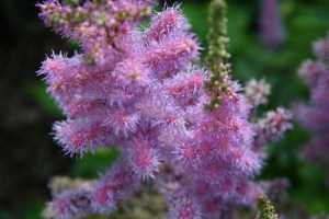 Tawułka chińska (Astilbe chinensis) Pumila zdjęcie 2