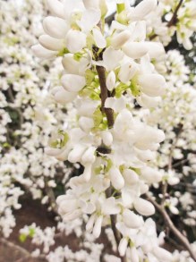 Judaszowiec chiński Shirobana o białych kwiatach c4 zdjęcie 3